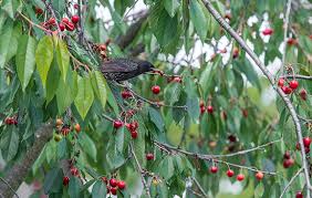 Check spelling or type a new query. Protecting Your Garden From Birds Which Gardening Helpdesk