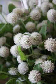 Bachelor Buttons Globe Amaranth Annual Plants Flower Garden