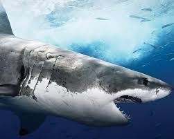 See more ideas about megalodon, megalodon shark, shark week. Megalodon Wallpapers Wallpaper Cave