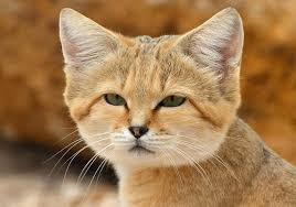 Le Chat Des Sables Une Espece Rare Ces adorables félins sont une espèce une vidéo du zoo de cincinnatti sur les chats des sables. le chat des sables une espece rare