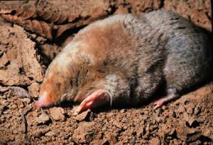 Eastern Mole