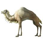 Camels came into the game with the valencia patch update. Bdo Brown Camel Bddatabase Net Us Mount 9010
