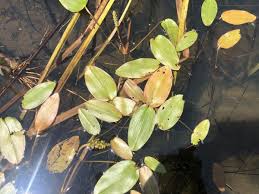 Image result for Pontederia natans