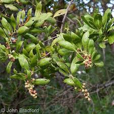 Image result for Conocarpus erectus