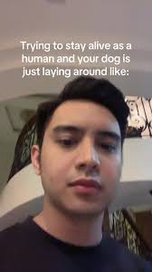 Wiselife App Review: Stay Alive with Your Dog