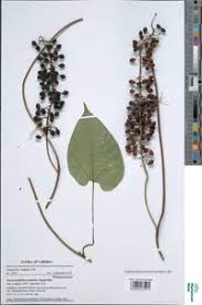 Image result for Dioscoreophyllum