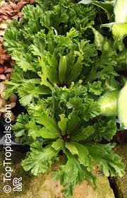 Image result for Asplenium sandersonii