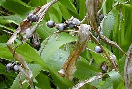 Image result for Coix lacryma-jobi