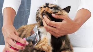 Kucing memang paling menarik jika memiliki bulu yang panjang dan juga lebat.bulu yang panjang dan juga lebat biasanya berasal dari keturunannya.tapi jika kita sebagai pemilik kurang. Ikuti 5 Tips Ini Untuk Bulu Kucing Yang Cantik Dan Bersinar The Mamamiaow