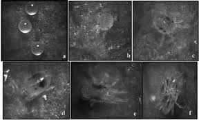 Starbucks coffee machine commercial fotosintesis y glucolisis. Andres Illanes Msc Escuela De Ingenieria Bioquimica Universidad Catolica De Valparaiso Chile Pdf Free Download