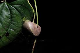 Image result for Dioscorea asteriscus