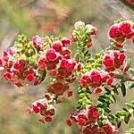 Image result for Erica mannii