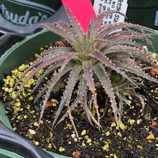 Image result for Dyckia