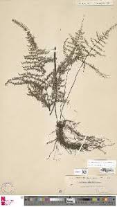 Image result for Actiniopteris pauciloba