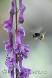 Image result for Bombus wurflenii