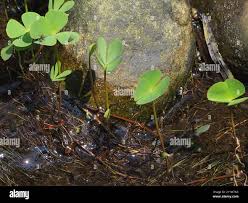 Image result for Marsilea minuta