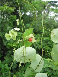 Image result for Cissampelos