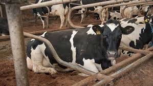 Better dairy cow, winnipeg, mb. Buyers Guide Dry Cow Bedding Options Compared Farmers Weekly