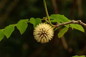 Image result for Xylia torreana