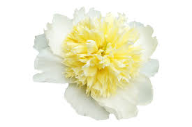 Let's look at some example cultivar varieties of each of the three types of peony (herbaceous, tree, and intersectional/itoh). Paeonia Honey Gold Peonies My Peony Society
