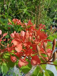 Image result for Bauhinia galpinii