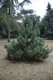 Tree identification guide with simple steps. Pinus Muricata Bishop Pine Rhs Gardening