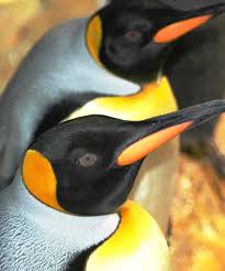 Perth and western australia provide easy access to a number of great outdoor adventures, day trips and getaways. Discover The King Penquin Our Animals Indianapolis Zoo