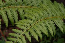 Image result for Polystichum