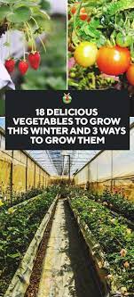 Most of these vegetables are very easy to grow and do just fine with minimal care. 18 Delicious Vegetables To Grow On The Winter And How To Grow Them