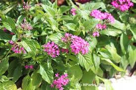 Image result for Pentas lanceolata