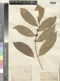 Image result for Suregada