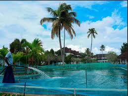 Explore our all swimming pool. Coronavirus Impact Luxury Hotel In South India Turns Swimming Pool Into Fish Farm To Recover Losses The Economic Times