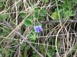 Image result for Viola eminii