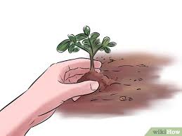 Peanuts need a lot of space to spread out (more on that below), so give them between 12 and 18 inches of space. How To Grow Peanuts With Pictures Wikihow