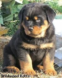 Indiana rottweiler puppies week 4, alpha & omega rottweilers. Pin On My Doggy
