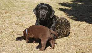 These litters are available for deposit. Debonair Labradors Hobby Breeders Of Black Chocolate English Conformation Type Labradors