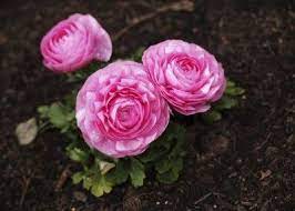Pin On Gardening