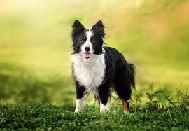 Border collies can have a predominantly white coat, but there is always some part of them that will exhibit color just like the white and black variety. Border Collie Vs Australian Shepherd 12 Important Differences Marvelous Dogs