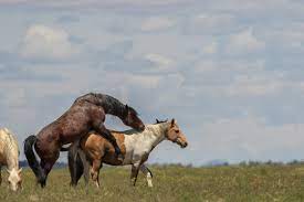 6 116 Best Horses Mating Images Stock Photos Vectors Adobe Stock