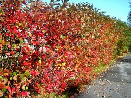 Die Aroniabeere Schoner Busch Und Gesunde Nahrung In Einem Pflanzen Permakultur Aronia