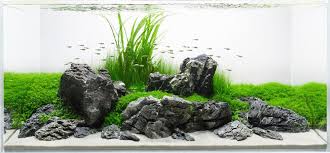 With the distinct features the dragon stones show, they are typically used in iwagumi style aquascape to show off their beauty. Aquascaping Rocks Planted Aquarium Hardscape Essentials Part 2 Aquascaping Love