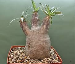 Image result for Stathmostelma fornicatum