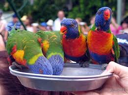 Feeding Rainbow Lorikeets By Gomichild Redbubble Cool Pets Australian Native Birds Cute Baby Animals