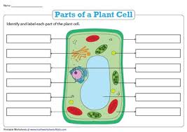 All organisms are composed of cells. 9 Best Animal Cell Drawing Ideas Animal Cell Drawing Animal Cell Science Drawing