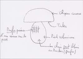 Comment savoir si j'ai des amendes en cours ? Reconnaitre Les Cepes Ou Les Bolets
