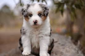 The only difference here is that only one of the parents is carrying that gene. Chocabloc Border Collies