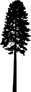 Douglas Fir Tree Silhouette Tree Silhouette Fir Tree Tattoo Fir Tree