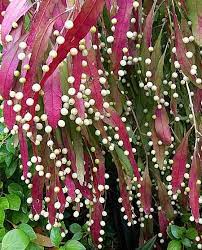 Want to know more about rhipsalis, a truly unique cactus? Pseudorhipsalis Ramulosa Red Rhipsalis Mistletoe Cactus Etsy In 2021 Unusual Flowers Plants House Plants