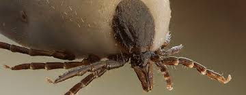 Tenting your home can be a tough process. Above And Beyond Pest Control We Fight What You Fear 352 589 5989