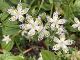 Image result for Swertia erosula